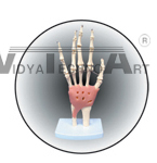 The model of wrist joint